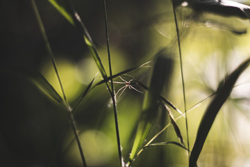 Spinne in Spinnennetz in Abendsonne