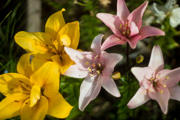 yellow and pink lilies in the garden. many colors. beautiful flowers. greenery around