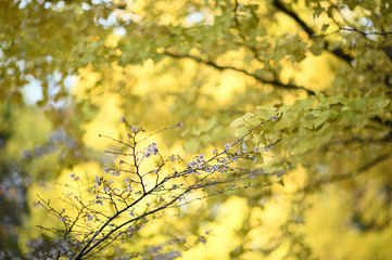 yellow maple leaves