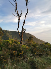 Vertical shot of nature in summer time with greenery and a dried tree on top of the hill