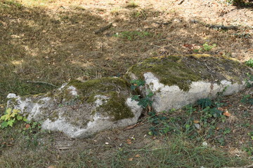 Stones in the wood