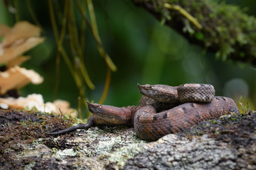 Hognosed pitviper couple