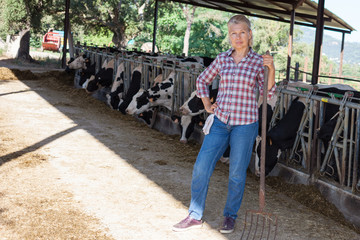 Contented woman on a rural farm with cows.