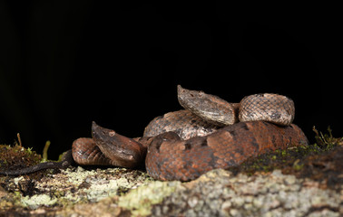 Hognosed pitviper couple