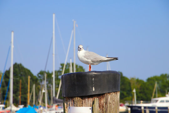 A seagull in the port of Lauterbach at the island Rügen, Baltic Sea - Germany