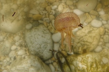 Pelagia Noctiluca, mediterranean jellyfish at the beach