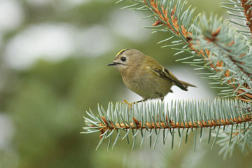 robin on branch