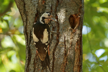 woodpecker on tree