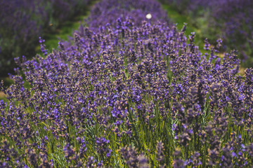 Naklejka premium Beautiful violet flowers in a lavender field with butterflies