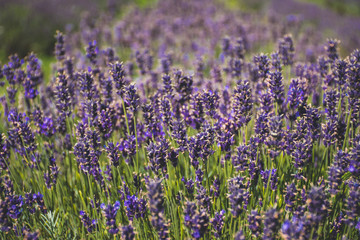 Obraz premium Beautiful violet flowers in a lavender field