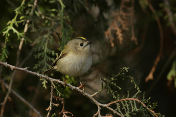 a small bird on a branch