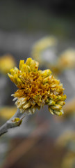 a flower with yellow petals and unfocused background