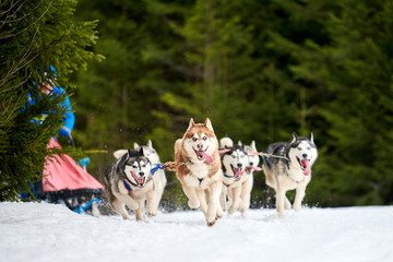 Husky sled dog racing