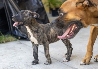 Compañeras perrunas