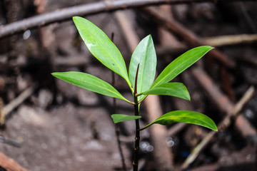 Young mangrove growing from salty water on supporting roots, at low tide.
