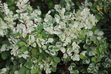 white flowers in the garden