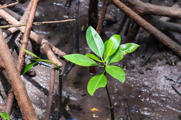 Young mangrove growing from salty water on supporting roots, at low tide.