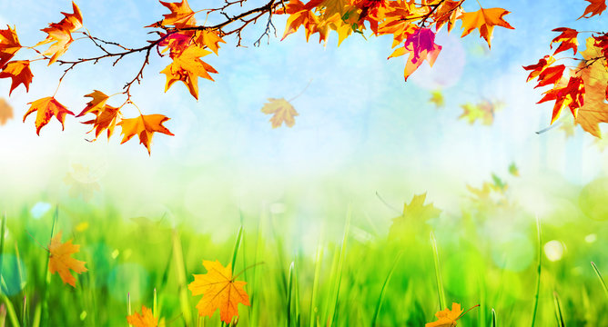 an autumn natural background