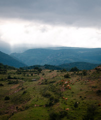 Cows eating in the mountain