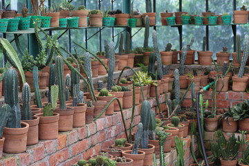 cactus on garden