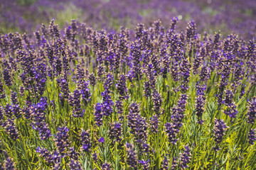Fototapeta premium Beautiful violet flowers in a lavender field