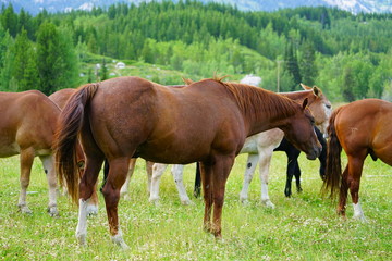 Horses on a ranch in summer in Grand Teton National Park in Wyoming, United States