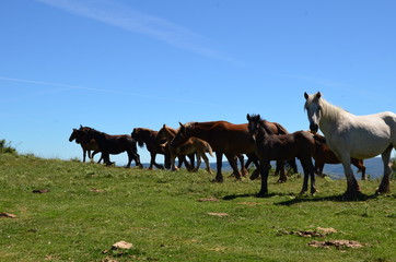 Fototapeta na wymiar Horses in the mountain ready to run