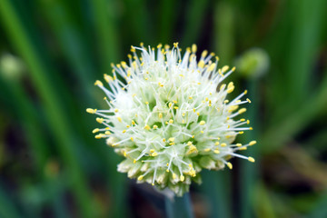 green onion seeds. Growing greenery in the garden.