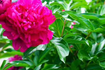 Tender buds of red peonies. Beautiful background for postcards and calendars. Decorative flowers.