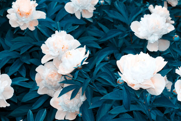 Delicate buds of white peonies on unusual background.. Beautiful background for postcards and calendars.