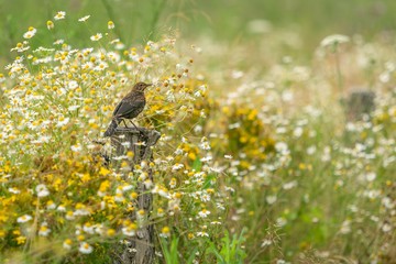 A young blackbird sitting on wooden pole in a meadow surrounded with white and yellow camomile...