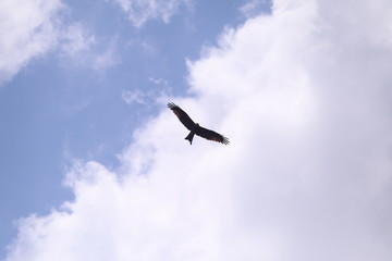 seagull in flight