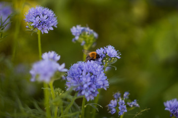 Obraz premium bumblebees collect nectar on purple flowers in the garden. green background.
