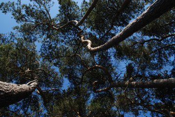 Pine trees with blue sky