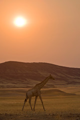 Fototapeta na wymiar Giraffe in the Namib desert