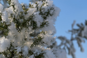 Branches of a green Christmas tree in winter. White snow on the needles. Background - blue sky. Holiday concept Christmas, New Year. Selective focus.