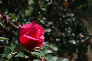 Pink and White Flower of Rose 'Grafin Sonja' in Full Bloom

