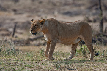 Walking Lioness in Kruger National Park