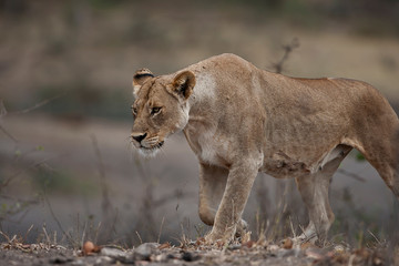 Fototapeta na wymiar Walking Lioness in Kruger National Park