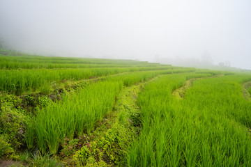 Fototapeta premium Rice terrace field against morning fog.