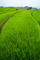 Rice terrace field background.