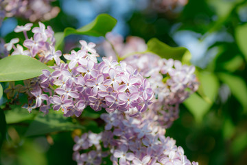 Beautiful lilac flowers blooming in the garden