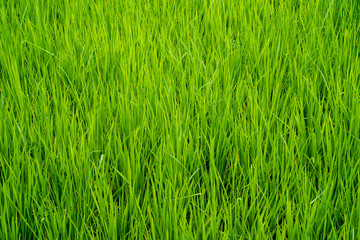 Obraz premium Green rice field background.