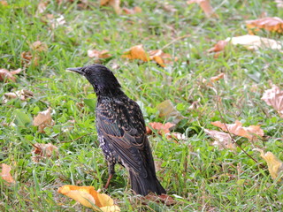 Blackbird on the grass