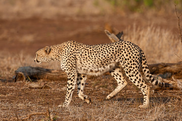 Naklejka premium Cheetah in the Kruger Nation Park