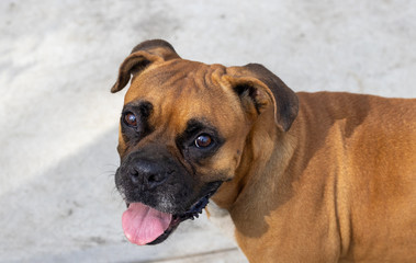 Linda perrita bóxer