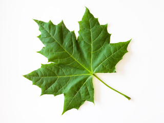 Fototapeta premium Green maple leaf isolated on white background