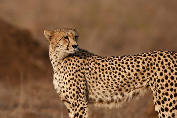 Cheetah in the Kruger Nation Park
