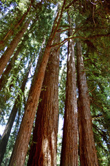 Giant redwoods trees 
