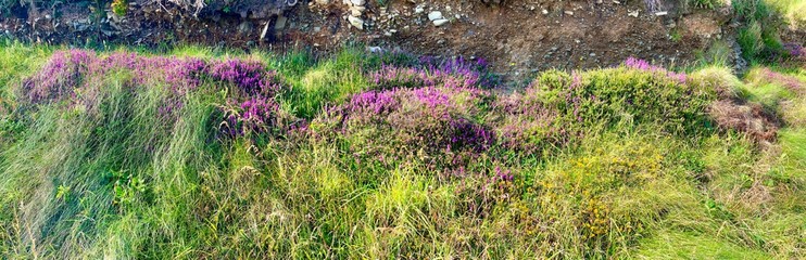 Beautiful heather flowering in the hedgerows in the Isle of Man